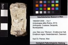 Foto (Objket + Etiketten) von Ambulocapsa altilis (Robins, 2013) 